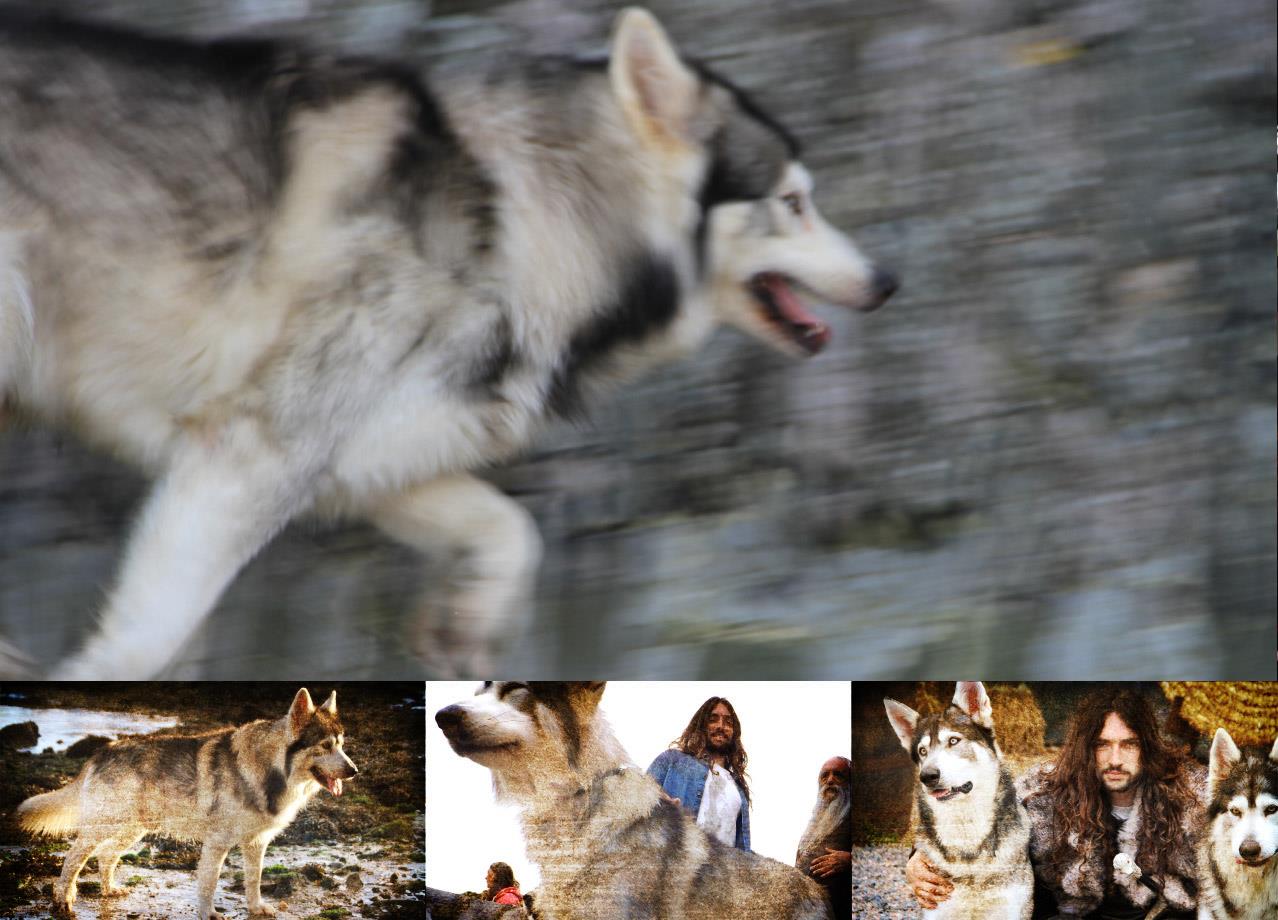 meet real direwolves dogs 